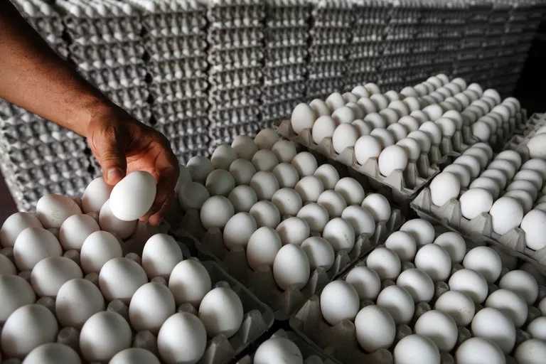RD exporta más de 30 millones de huevos a Cuba RD exporta más de 30 millones de huevos a Cuba