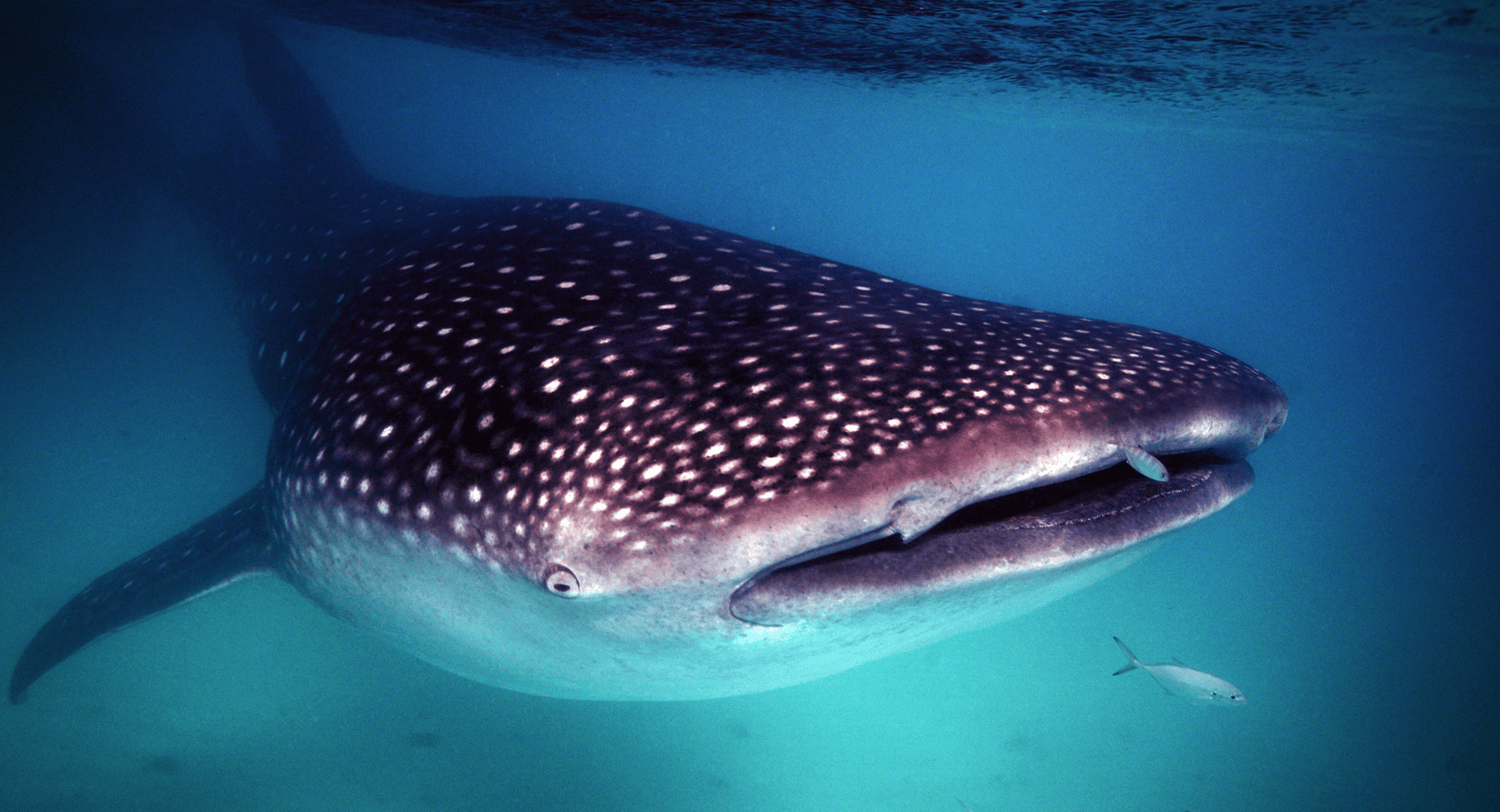 Acuario Nacional y ANAMAR actúan para salvar tiburón ballena herido en costas de Barahona Acuario Nacional y ANAMAR actúan para salvar tiburón ballena herido en costas de Barahona
