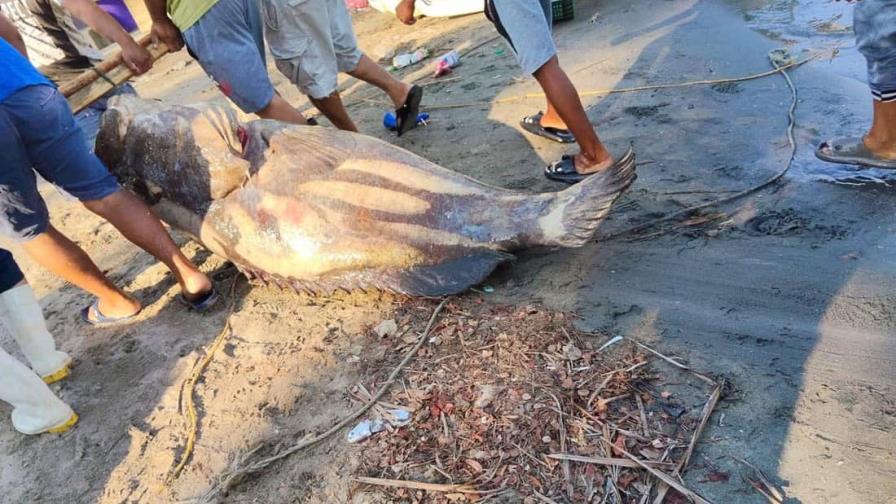 Pescadores mexicanos atrapan un mero de 290 kilos